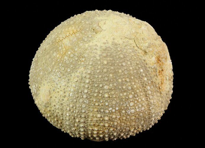 Psephechinus Fossil Echinoid (Sea Urchin) - Morocco #69867